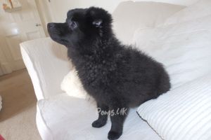 Pomeranian For Sale in Great Britain