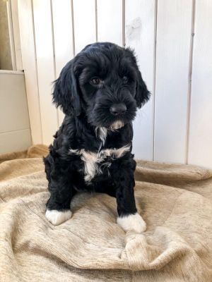 Portuguese Water Dog For Sale in the UK
