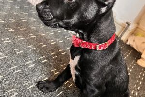 Patterdale Terrier For Adoption