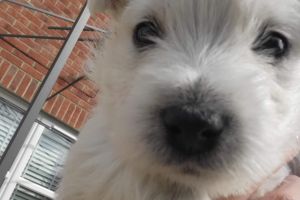 West Highland Terriers For Sale