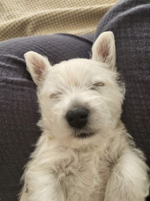 West Highland Terriers For Sale