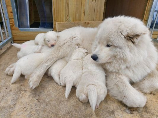 Samoyed Dogs Breed