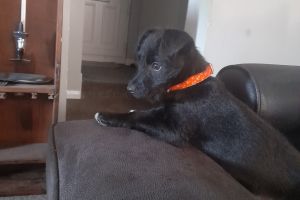Patterdale Terrier for Rehoming