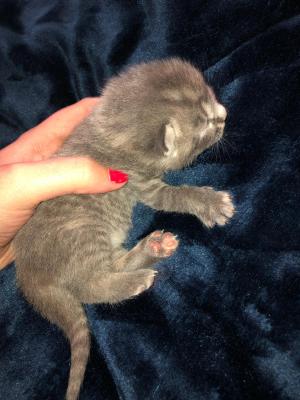 3 Beautiful Kittens For Sale | UKPets