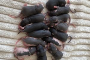 Rats For Sale