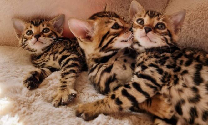 Bengals For Sale