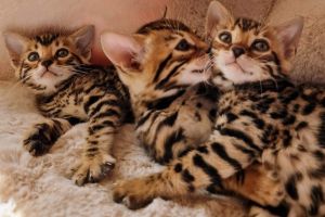 Bengals For Sale