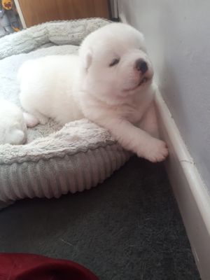 Japanese Akita Inu puppies for sale | UKPets