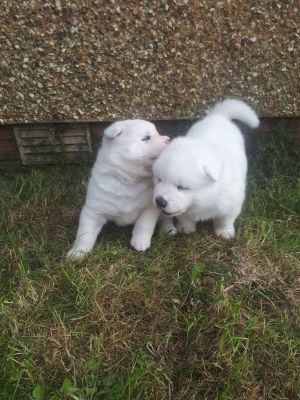 Japanese Akita Inu puppies for sale | UKPets