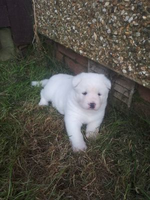 Japanese Akita Inu puppies for sale | UKPets