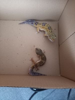 Leopard Gecko For Sale in Great Britain