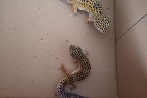 Leopard Gecko For Sale in Great Britain