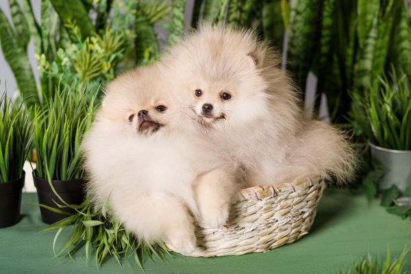 Available Pomeranians