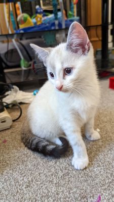 Siamese and tabby mix kitten READY FOR HER NEW HOME | UKPets