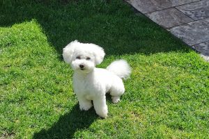 Bichon Frise For Stud in Great Britain