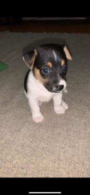 Minature Jack Russell Puppies for Sale | UKPets