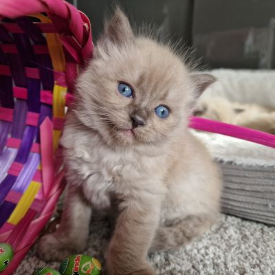 Pure Ragdoll Kittens 2 Girls 1 Reserved 2 Boys Blue Point Lynx Ukpets