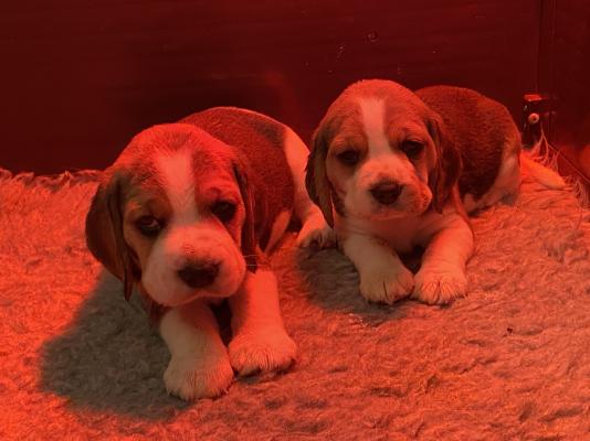 Beagle For Sale in the UK