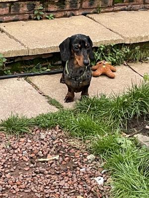 Miniature Dachshund For Stud in the UK