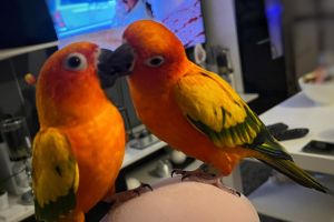 Conures for Rehoming