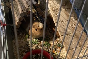 Guinea Pigs For Sale