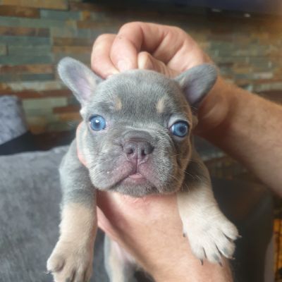 Lilac and tan clearance merle french bulldog