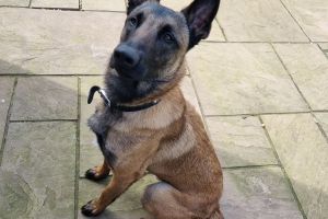 Belgian Malinois For Sale in Great Britain