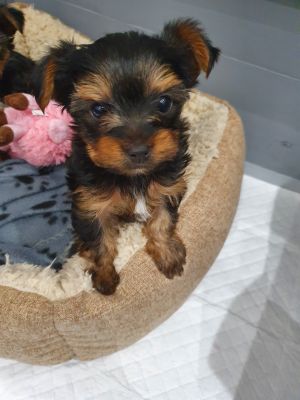 Yorkshire Terrier For Sale
