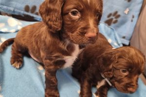 Beautiful Springer spaniel puppys for sale