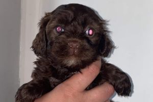 Shih-poos For Sale