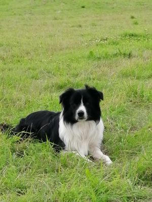 Border Collie Dogs Breed
