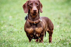 Miniature Dachshunds For Stud