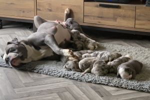 10 Gorgeous old Tyme Bulldog puppies for sale
