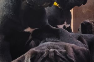 Cane Corso For Sale in Lodon