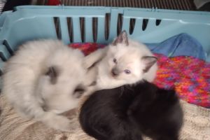 Beautiful three quarter ragdoll kittens for sale