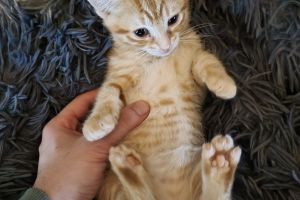 Ginger and tabby kittens for sale