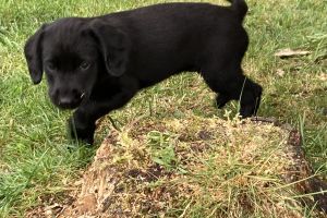 Lovely Springador puppies for sale