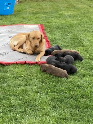 Lovely Springador puppies for sale | UKPets