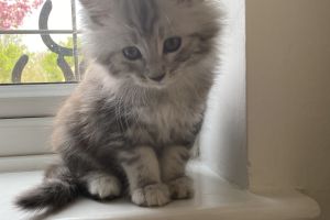 Maine Coon for Rehoming