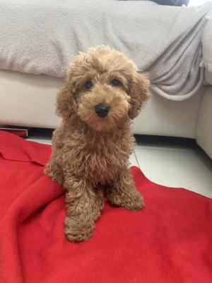 Cute Toy Poodle For Sale