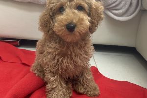 Toy Poodle requires loving home
