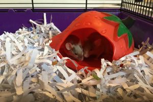 2 BEAUTIFUL SATIN MICE WITH CAGE,TOYS AND STRAWBERRY HOUSE (1 BOY AND 1 GIRL)