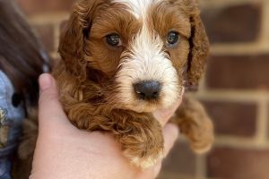 8 Outstanding red f1b Cavapoo puppies for sale