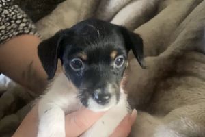 Cute Jack Russell For Sale