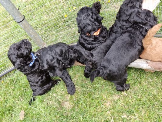 Cockapoo For Sale in Great Britain