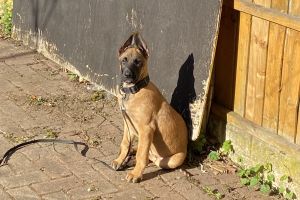 Belgian Malinois for Rehoming
