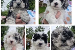Stunning f1b cavapoo puppies for sale