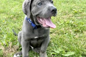 ABKC registered cane corso puppies for sale