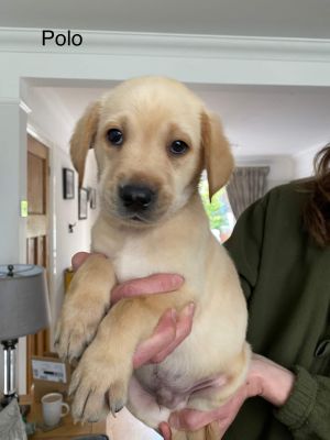 Labrador Retriever For Sale in the UK