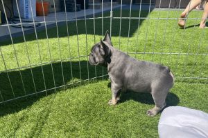 KC Registered French Bulldog Puppies 1 Girl Left Ready Now
